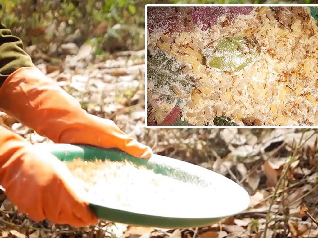 Bukan Sayur, Petani Thailand Panen Telur Semut Untuk Dimakan