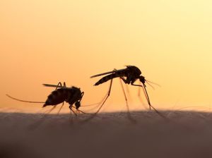 5 Cara Mengusir Nyamuk Secara Alami Tanpa Obat Semprot 5 Cara Mengusir Nyamuk Secara Alami Tanpa Obat Semprot