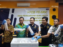 Bea Cukai Gagalkan Penyelundupan 24.650 Baby Lobster ke Singapura