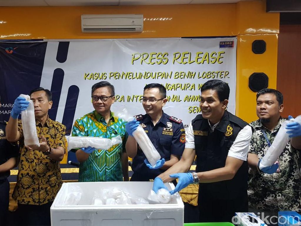 Bea Cukai Gagalkan Penyelundupan 24.650 Baby Lobster ke Singapura Bea Cukai Gagalkan Penyelundupan 24.650 Baby Lobster ke Singapura