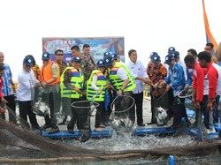 KKP Genjot Budi Daya Ikan Bawal Bintang untuk Ekspor