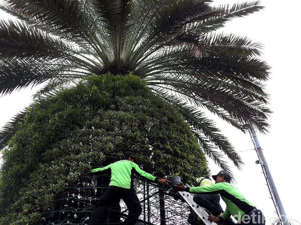 Aksi Petugas Menata Tanaman Hias di Kawasan Medan Merdeka