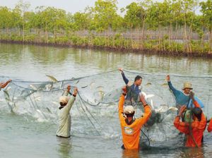 Pendapatan Pembudidaya Ikan Lebih Tinggi dari Upah Minimum