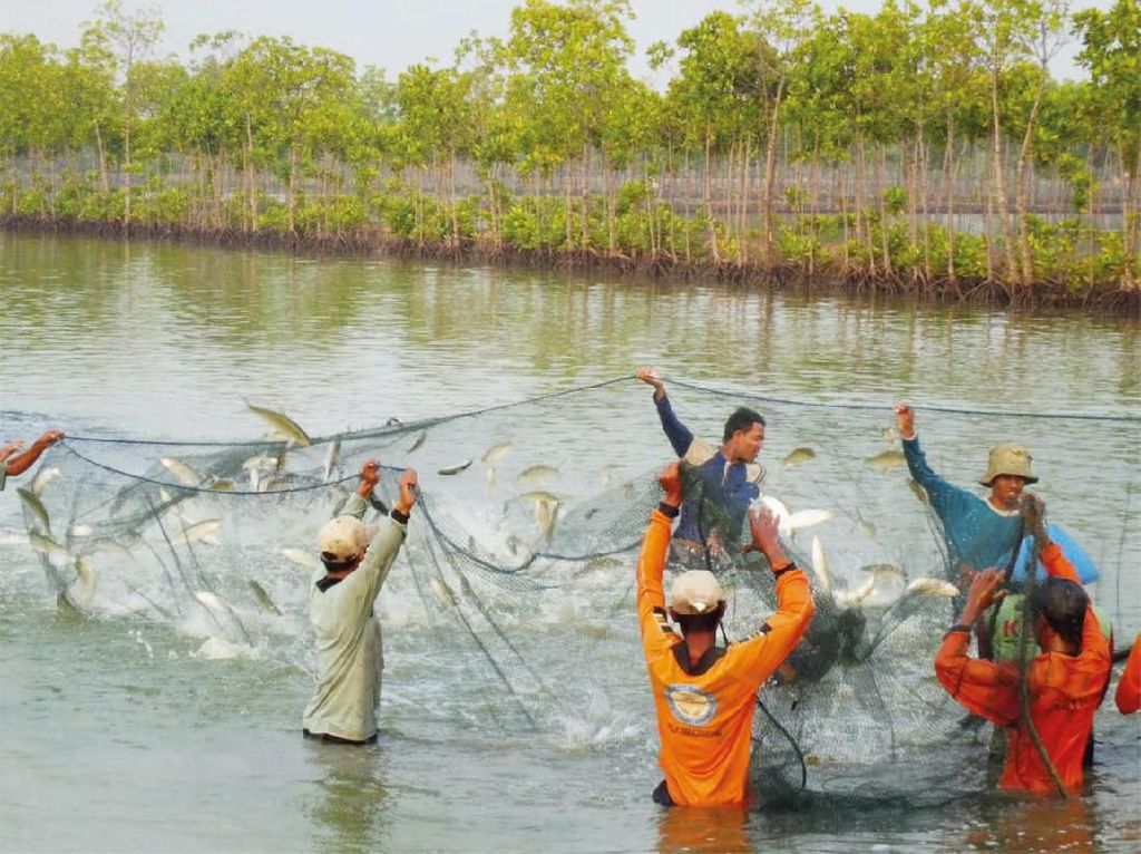 Pendapatan Pembudidaya Ikan Lebih Tinggi dari Upah Minimum Pendapatan Pembudidaya Ikan Lebih Tinggi dari Upah Minimum