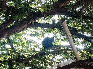 Monyet Liar Masuk Perumahan dan Acak-acak Pakaian, Damkar Depok Turun Tangan