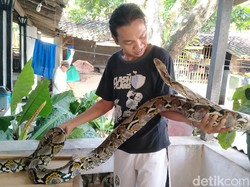 Bikin Geli! Keluarga di Klaten Ini Hidup Bersama 3 Ular Piton