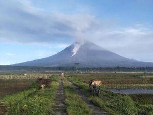 Aktivitas Guguran Lava Pijar Gunung Semeru Menurun