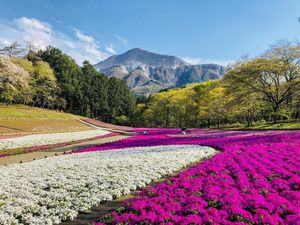 Ini Bunga Shibazakura, Si Cantik dari Jepang
