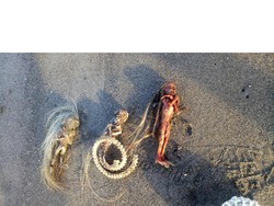 Heboh Warga Temukan 3 Kerangka Mirip Jenglot di Pantai Padang Galak Bali