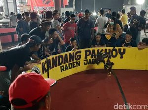 Kontes Laga Ayam se-Sulawesi Digelar di Kendari