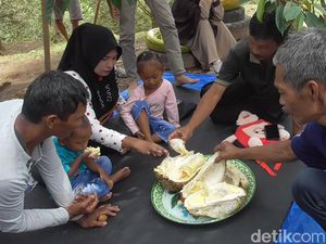 Nyam Nyam... Enak Banget Makan Durian Langsung di Kebunnya