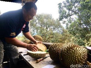Sensasi Makan Durian Langsung di Bawah Pohonnya