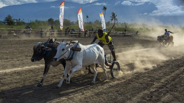 Melihat Lebih Dekat Lomba Sapi Gerobak Tradisional di Sigi
