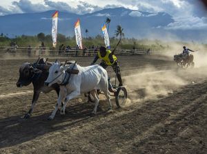 Melihat Lebih Dekat Lomba Sapi Gerobak Tradisional di Sigi