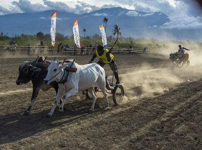 Melihat Lebih Dekat Lomba Sapi Gerobak Tradisional di Sigi