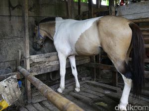 Polisi Tangkap Kawanan Pencuri Ternak di Wajo Sulsel, 3 Masih Buron