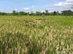 Emprit, Tikus, dan Dilema Hama Padi