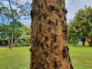 Ulat Bulu yang Menyerang Perumahan di Bekasi Disemprot Deterjen