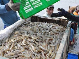 Tambak Udang Asal Cianjur Digenjot Demi Ekspor