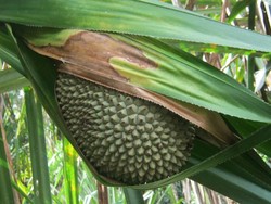 Papua Punya Woromo, Kelapa Hutan yang Bentuk dan Rasanya Unik