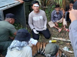 1 Ekor Tertangkap, BKSDA Aceh Pasang Lagi Perangkap untuk Harimau Terluka