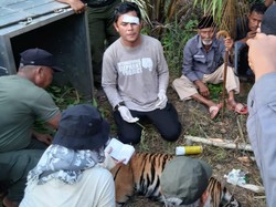 1 Ekor Tertangkap, BKSDA Aceh Pasang Lagi Perangkap untuk Harimau Terluka