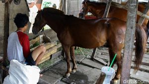 Melihat Lebih Dekat Perawatan Kuda Wisata Ibu Kota