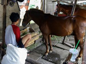 Melihat Lebih Dekat Perawatan Kuda Wisata Ibu Kota
