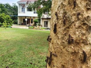 Hiii!! Ribuan Ulat Bulu Menyerang Perumahan di Bekasi