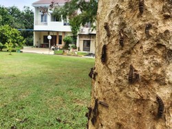 Sejumlah Warga di Bekasi Alami Gatal-gatal Usai Diserang Ulat Bulu