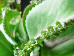 5 Manfaat Cocor Bebek untuk Kesehatan dan Cara Pengolahannya