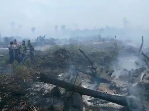 30 Hektare Hutan di Aceh Jaya Terbakar Diduga Akibat Pembukaan Lahan