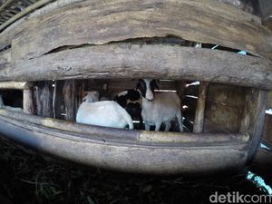 Embekk! Kampung Kambing di Desa Cibuntu