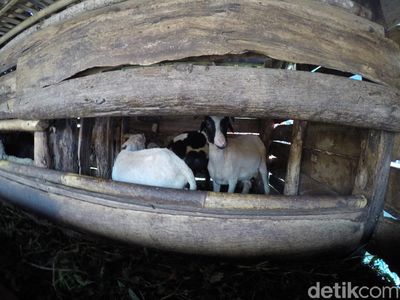 Embekk! Kampung Kambing di Desa Cibuntu