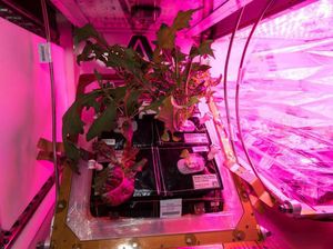 Selada yang Tumbuh di Luar Angkasa Aman Dimakan dan Enak Lho!