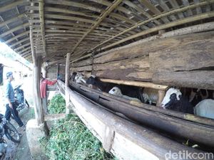 Di Kampung Ini, Jumlah Domba Lebih Banyak dari Manusia