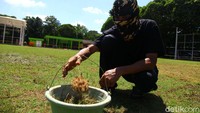 Pekerja mencabut rumput liar yang tumbuh di lapangan.