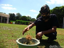 Pekerja mencabut rumput liar yang tumbuh di lapangan.