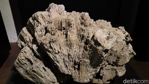 Foto: Batu-batu Tak Biasa di Museum Geologi Bandung