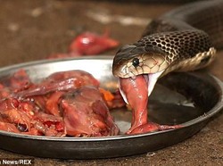 Makan Empedu Ular Mentah, Paru-paru Pria Ini Dipenuhi Cacing