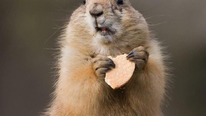 A groundhog eating a biscuit