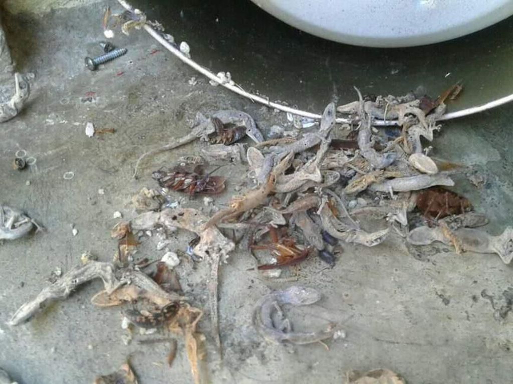Waduh! Ada Puluhan Bangkai Cicak Bersarang Dalam Rice Cooker Waduh! Ada Puluhan Bangkai Cicak Bersarang Dalam Rice Cooker