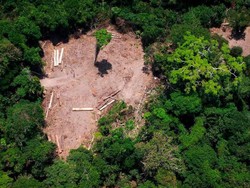 Studi: Ekosistem Amazon Bisa Hancur Sepenuhnya Kurang dari 50 Tahun