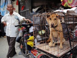 Virus Corona Merebak, Pasar Chatuchak Tetap Jual Daging Hewan Liar