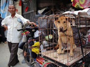 Virus Corona Merebak, Pasar Chatuchak Tetap Jual Daging Hewan Liar Virus Corona Merebak, Pasar Chatuchak Tetap Jual Daging Hewan Liar