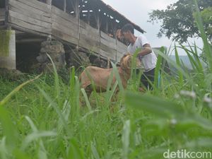 Berwisata di Kampung Domba Cibuntu, Kuningan Berwisata di Kampung Domba Cibuntu, Kuningan