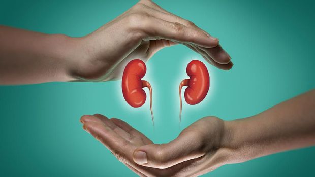 A human kidneys between two palms of a woman on  blue and green background. The concept of a healthy liver.