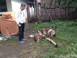 Keracunan Rumput, Enam Domba Warga Probolinggo Mati