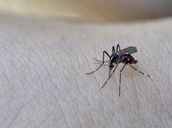 Kemenkes Tegaskan Tak Ada Korelasi Keganasan DBD dengan Nyamuk Wolbachia