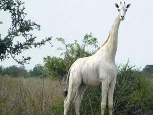 Duh! Dua Jerapah Putih Sangat Langka Mati Dibunuh Pemburu Liar